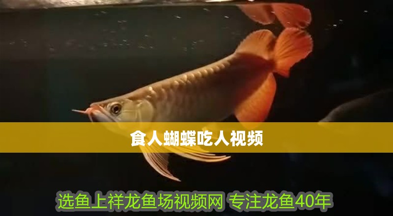 食人蝴蝶吃人視頻