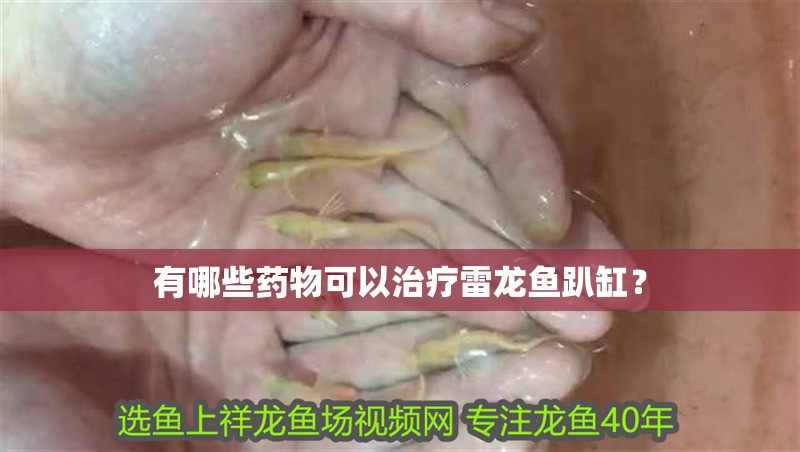 有哪些藥物可以治療雷龍魚趴缸？ 有哪些藥物可以治療雷龍魚趴缸？ 龍魚論壇