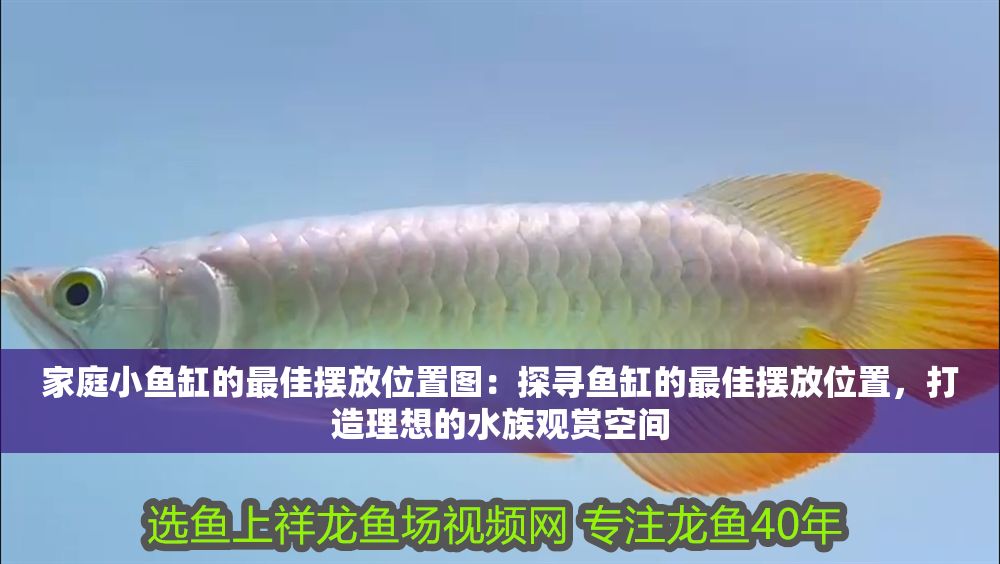 家庭小魚缸的最佳擺放位置圖：探尋魚缸的最佳擺放位置，打造理想的水族觀賞空間