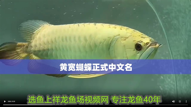 黃寬蝴蝶正式中文名