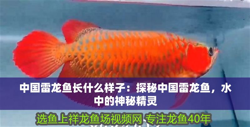 中國雷龍魚長什么樣子：探秘中國雷龍魚，水中的神秘精靈