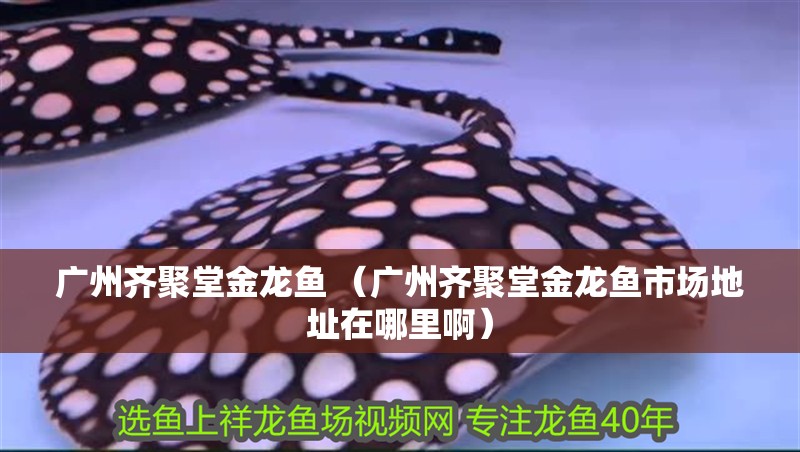廣州齊聚堂金龍魚 （廣州齊聚堂金龍魚市場地址在哪里?。?></span></p></div><blockquote style='border:1px #d0d4c8 dashed;background-color:#f4f5f6'><p class=