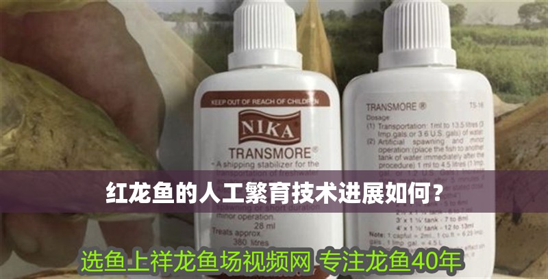 紅龍魚的人工繁育技術進展如何？