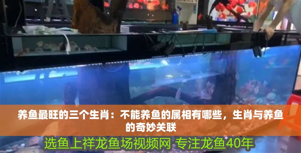 養(yǎng)魚(yú)最旺的三個(gè)生肖：不能養(yǎng)魚(yú)的屬相有哪些，生肖與養(yǎng)魚(yú)的奇妙關(guān)聯(lián)