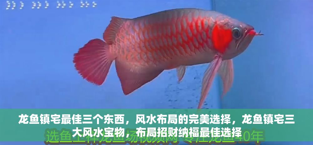 龍魚鎮宅最佳三個東西，風水布局的完美選擇，龍魚鎮宅三大風水寶物，布局招財納福最佳選擇