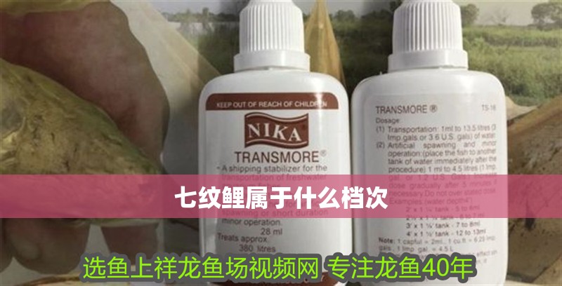 七紋鯉屬于什么檔次