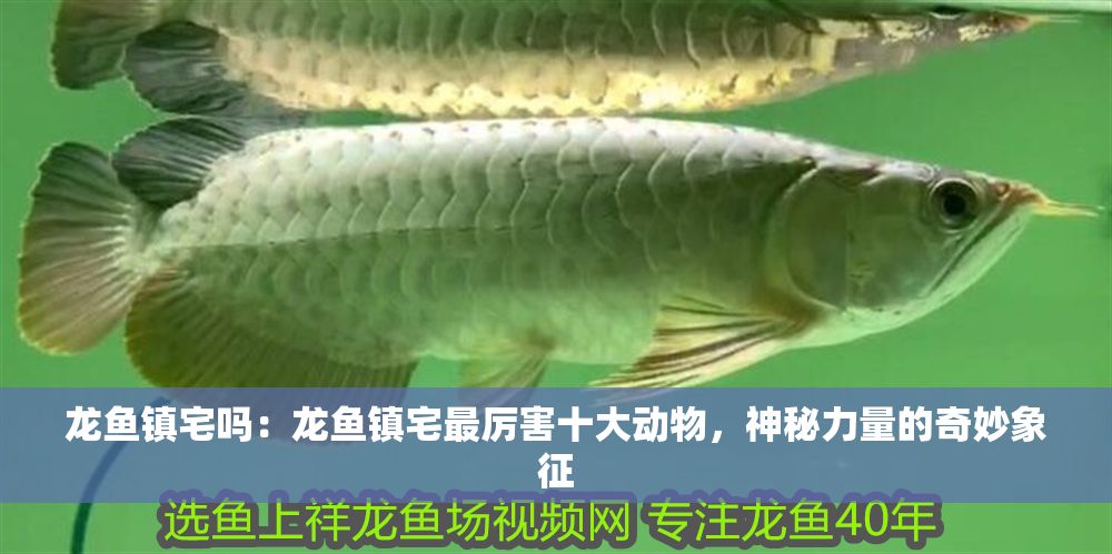 龍魚鎮宅嗎：龍魚鎮宅最厲害十大動物，神秘力量的奇妙象征