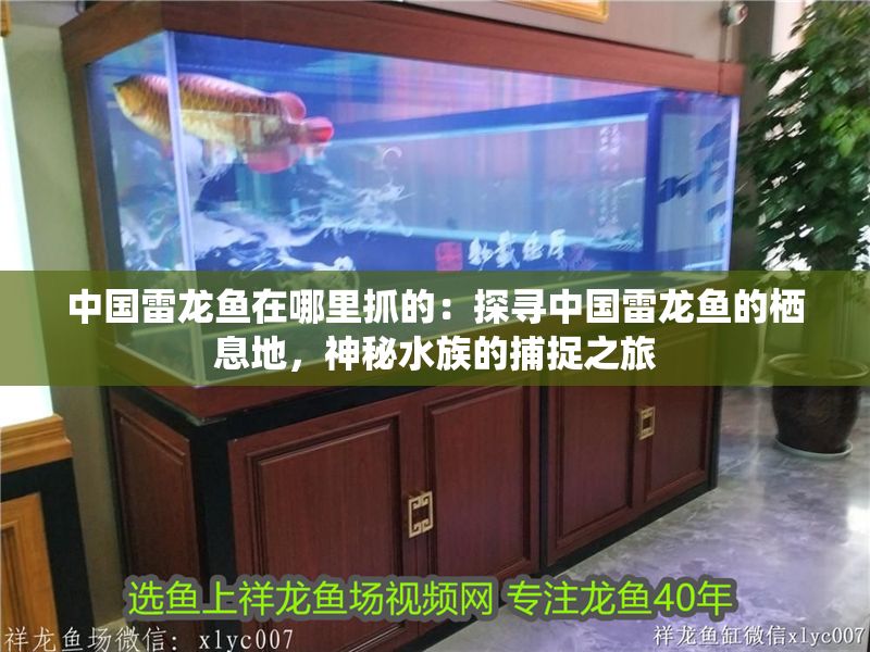 中國雷龍魚在哪里抓的：探尋中國雷龍魚的棲息地，神秘水族的捕捉之旅