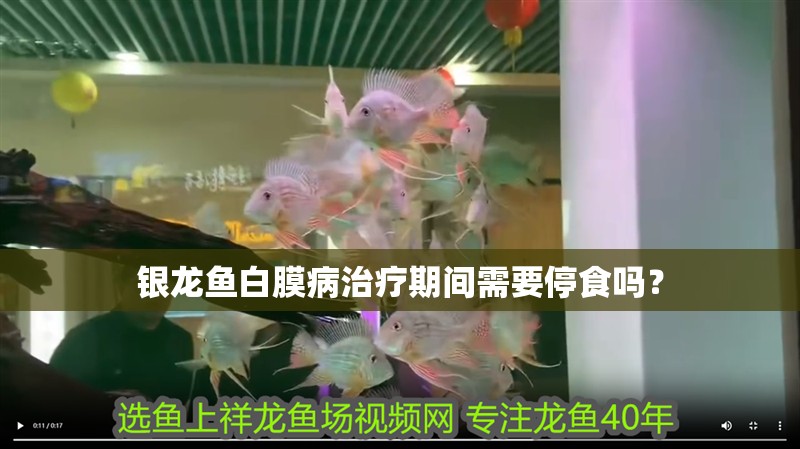 銀龍魚白膜病治療期間需要停食嗎？