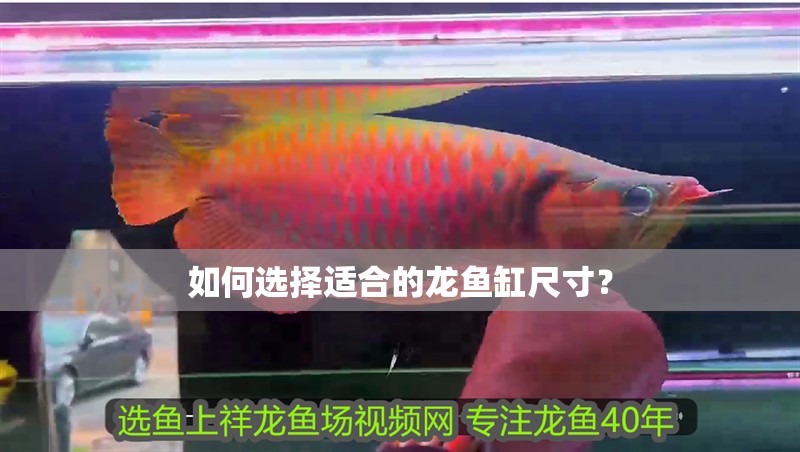 如何選擇適合的龍魚缸尺寸？
