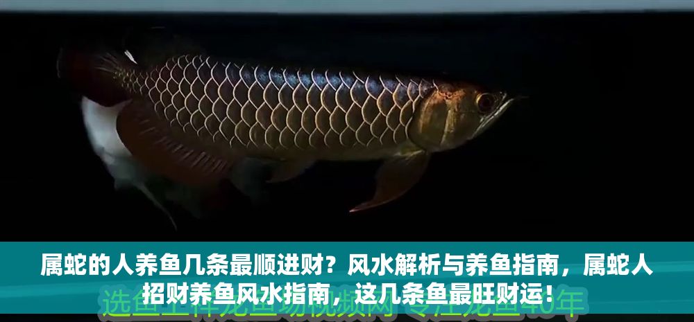 屬蛇的人養魚幾條最順進財？風水解析與養魚指南，屬蛇人招財養魚風水指南，這幾條魚最旺財運！