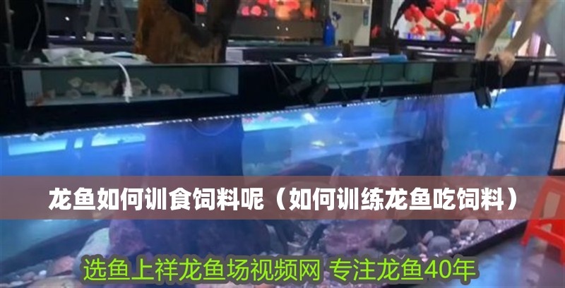 龍魚如何訓食飼料呢（如何訓練龍魚吃飼料）