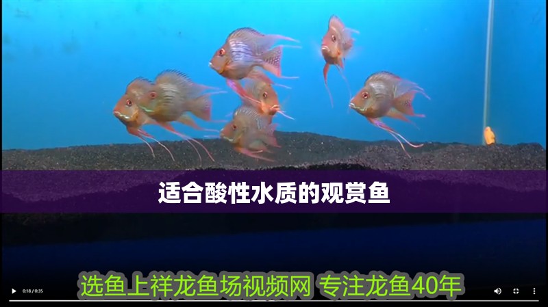 適合酸性水質的觀賞魚