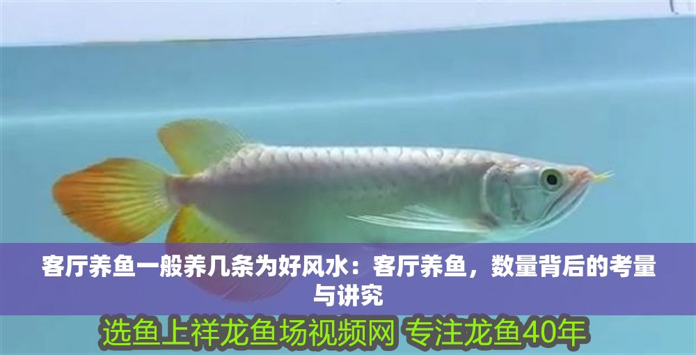 客廳養魚一般養幾條為好風水：客廳養魚，數量背后的考量與講究
