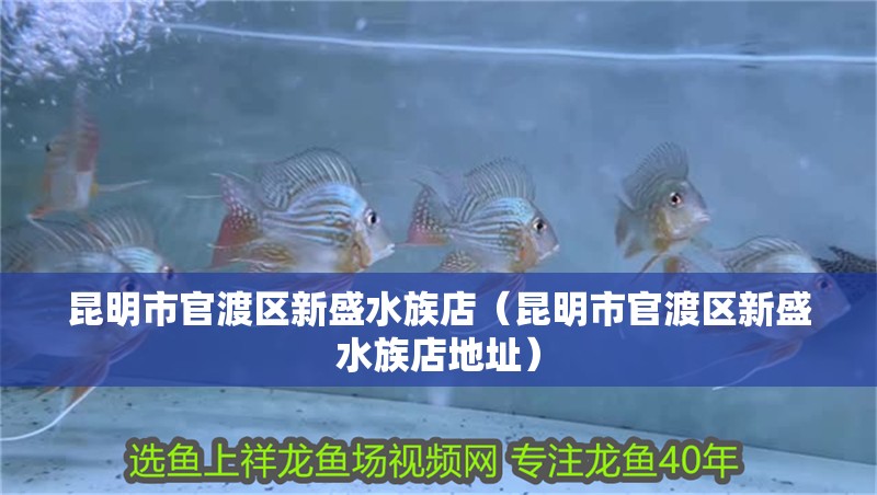 昆明市官渡區(qū)新盛水族店（昆明市官渡區(qū)新盛水族店地址）