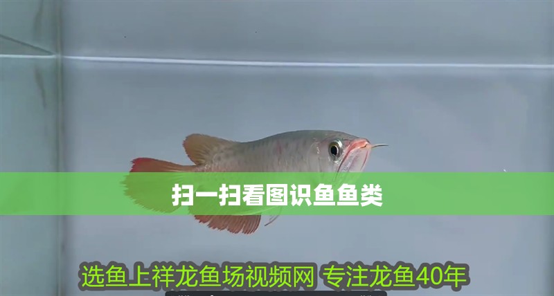 掃一掃看圖識魚魚類