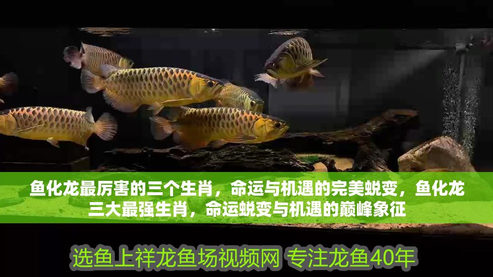 魚化龍最厲害的三個生肖，命運與機遇的完美蛻變，魚化龍三大最強生肖，命運蛻變與機遇的巔峰象征
