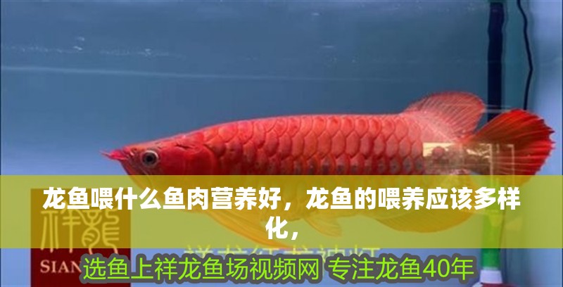 龍魚喂什么魚肉營養好，龍魚的喂養應該多樣化，