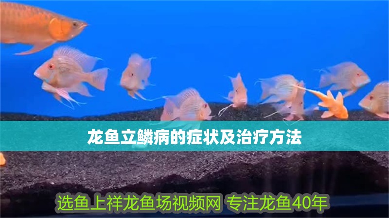 龍魚立鱗病的癥狀及治療方法