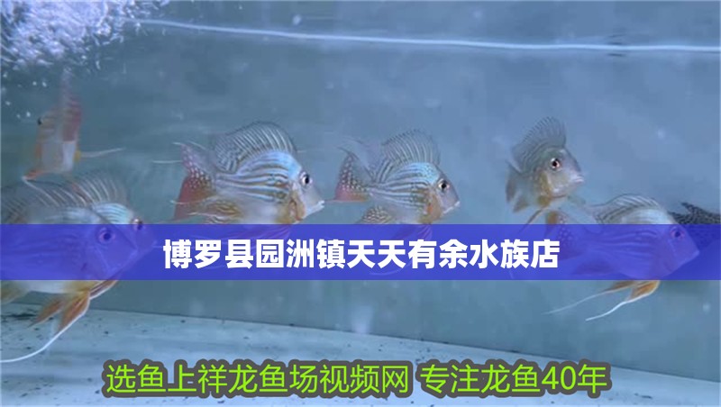 博羅縣園洲鎮(zhèn)天天有余水族店