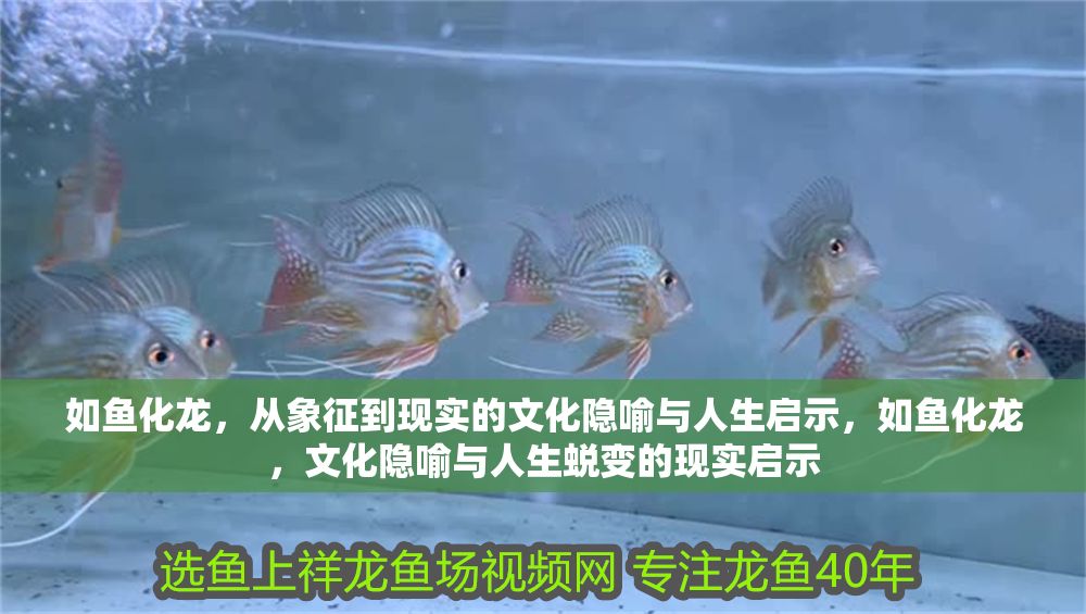 如魚化龍，從象征到現實的文化隱喻與人生啟示，如魚化龍，文化隱喻與人生蛻變的現實啟示