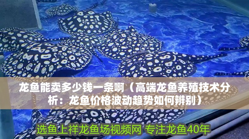 龍魚能賣多少錢一條啊（高端龍魚養(yǎng)殖技術(shù)分析：龍魚價(jià)格波動(dòng)趨勢(shì)如何辨別）