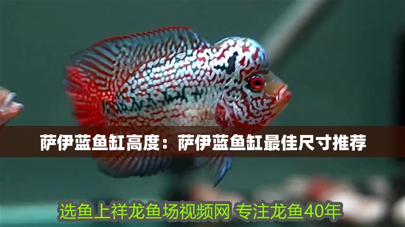 薩伊藍(lán)魚(yú)缸高度：薩伊藍(lán)魚(yú)缸最佳尺寸推薦