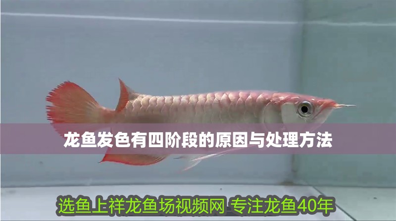 龍魚發(fā)色有四階段的原因與處理方法