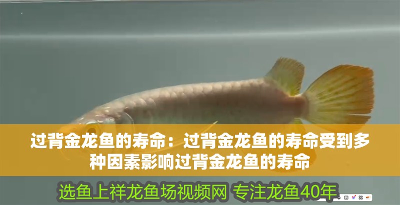過背金龍魚的壽命：過背金龍魚的壽命受到多種因素影響過背金龍魚的壽命