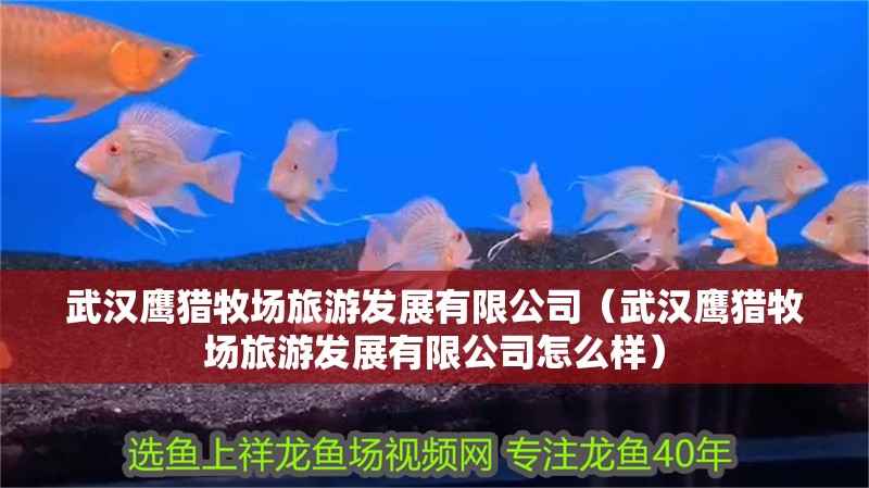 武漢鷹獵牧場旅游發展有限公司（武漢鷹獵牧場旅游發展有限公司怎么樣）