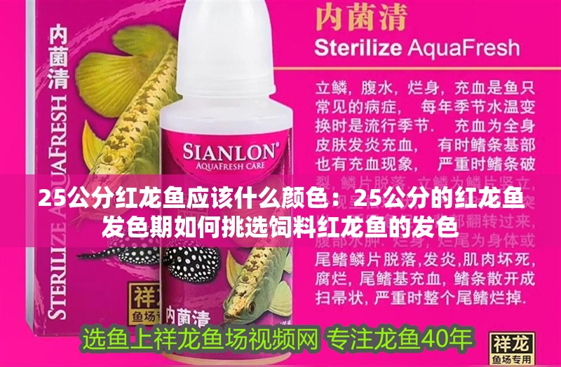 25公分紅龍魚應該什么顏色：25公分的紅龍魚發色期如何挑選飼料紅龍魚的發色