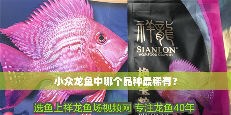 小眾龍魚中哪個品種最稀有？