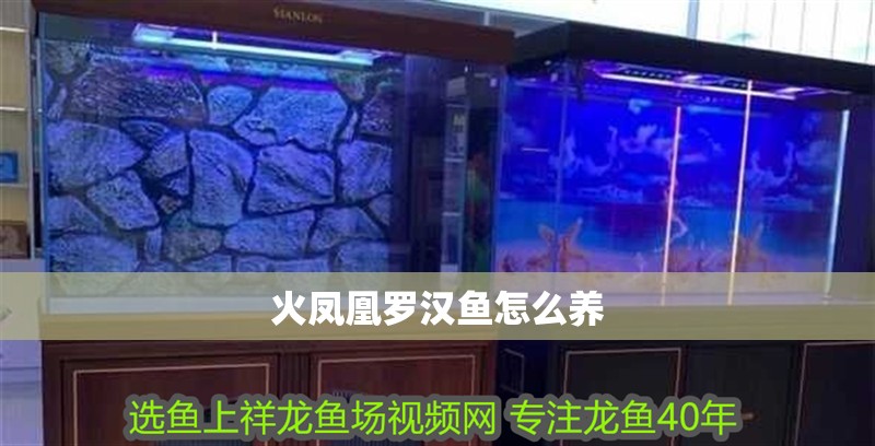 火鳳凰羅漢魚怎么養(yǎng)