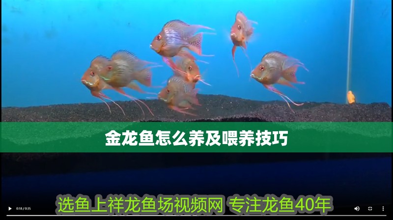 金龍魚怎么養(yǎng)及喂養(yǎng)技巧