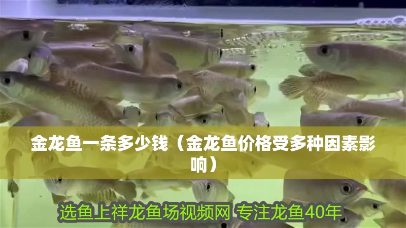 金龍魚一條多少錢（金龍魚價格受多種因素影響）