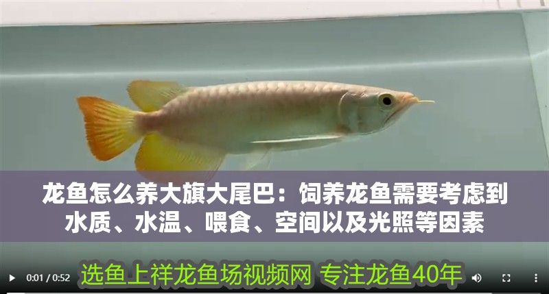 龍魚怎么養大旗大尾巴：飼養龍魚需要考慮到水質、水溫、喂食、空間以及光照等因素