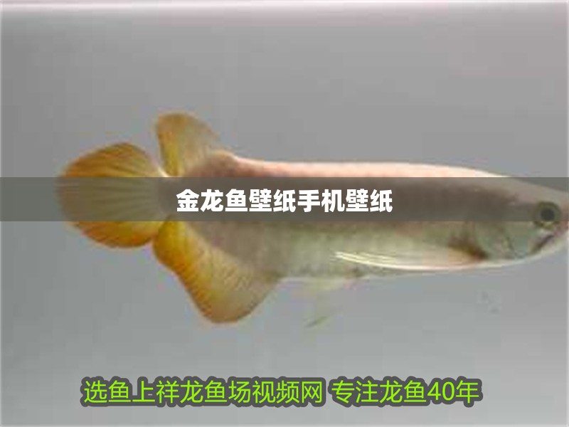 金龍魚壁紙手機(jī)壁紙