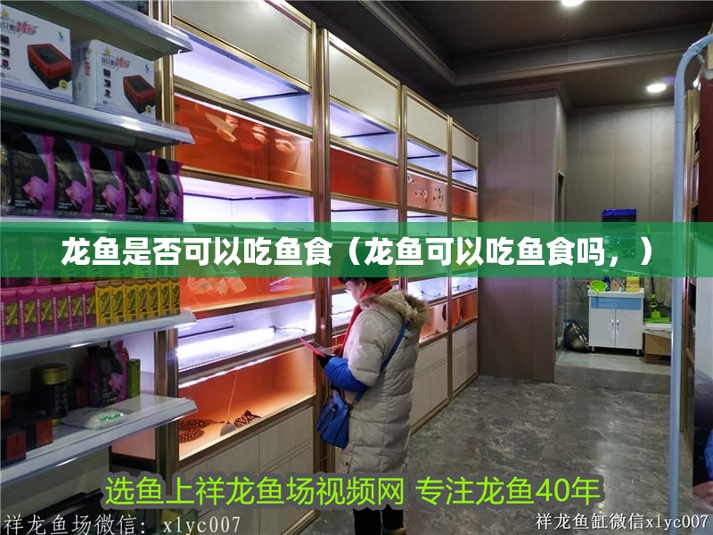 龍魚是否可以吃魚食（龍魚可以吃魚食嗎，）