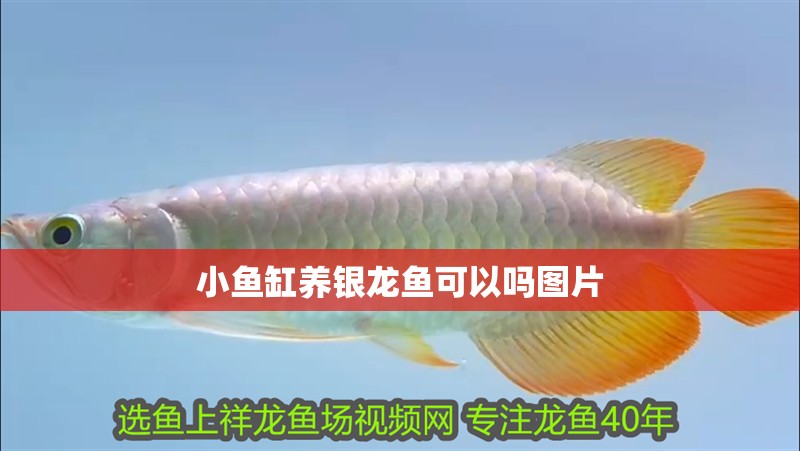 小魚缸養(yǎng)銀龍魚可以嗎圖片