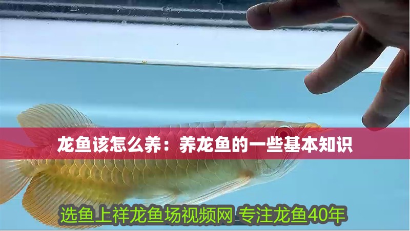 龍魚(yú)該怎么養(yǎng)：養(yǎng)龍魚(yú)的一些基本知識(shí)