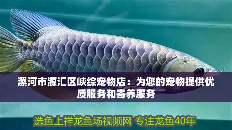 漯河市源匯區(qū)峽綜寵物店：為您的寵物提供優(yōu)質服務和寄養(yǎng)服務