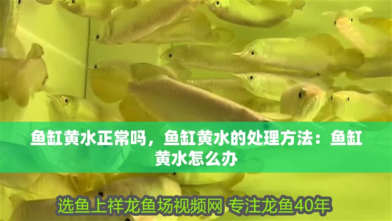 魚缸黃水正常嗎，魚缸黃水的處理方法：魚缸黃水怎么辦