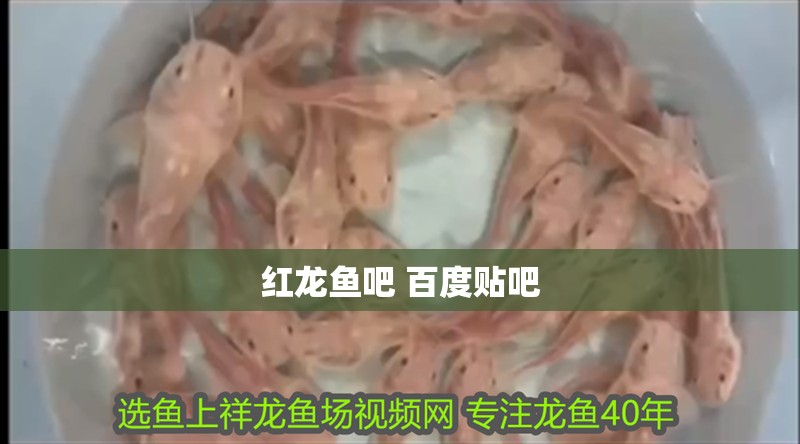 紅龍魚吧 百度貼吧