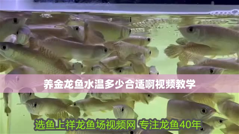 養金龍魚水溫多少合適啊視頻教學