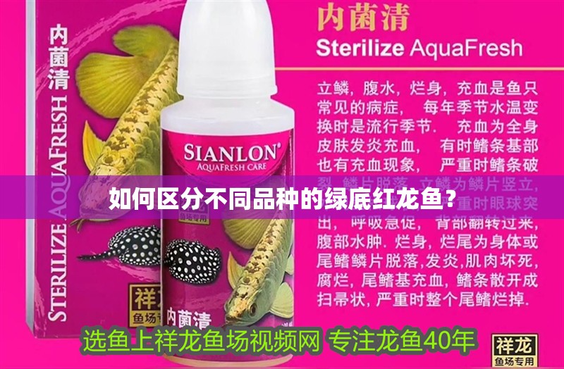 如何區分不同品種的綠底紅龍魚？