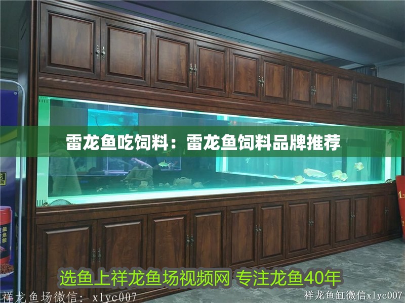 雷龍魚吃飼料：雷龍魚飼料品牌推薦