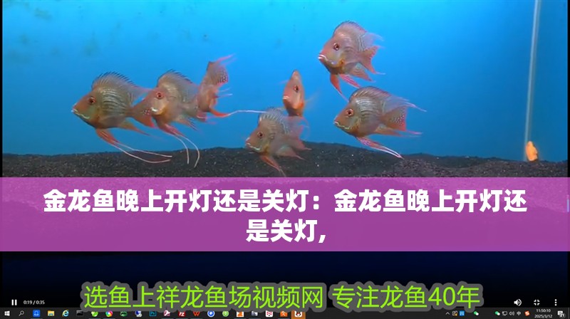 金龍魚晚上開燈還是關燈：金龍魚晚上開燈還是關燈,