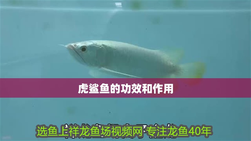 虎鯊魚的功效和作用