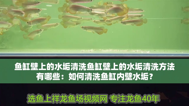魚缸壁上的水垢清洗魚缸壁上的水垢清洗方法有哪些：如何清洗魚缸內壁水垢？