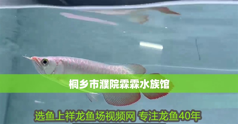 桐鄉市濮院霖霖水族館